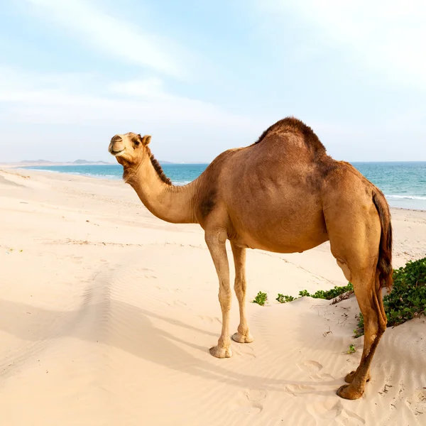 In oman quartiere vuoto del deserto un dromedario libero vicino al mare — Foto Stock