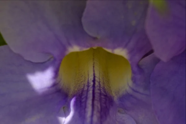 Närbild på en blomma i bahamas bakgrund natur — Stockfoto