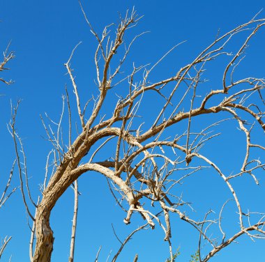 Umman eski ölü ağaç ve gökyüzü ışık