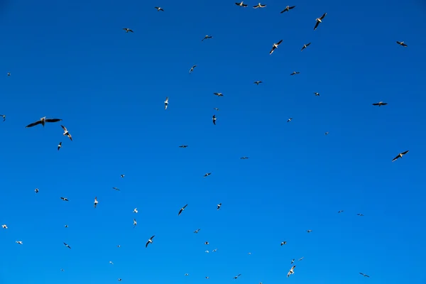 I oman himlen av fåglar — Stockfoto