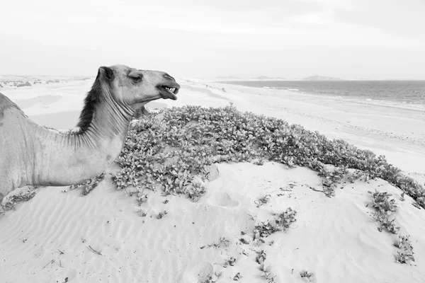 В пустом квартале пустыни свободненский дромер у моря — стоковое фото