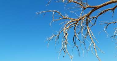 Umman eski ölü ağaç ve gökyüzü ışık