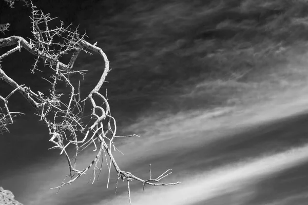 Em oman velha árvore morta e a luz do céu — Fotografia de Stock