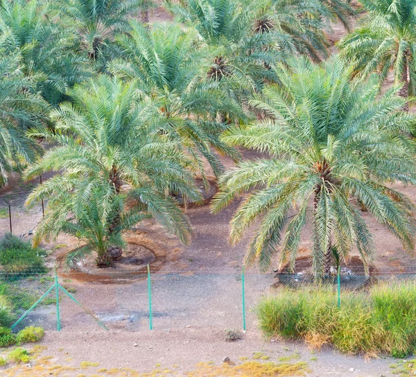 In oman garden and the cultivation of palm fruit from high — Stock Photo, Image