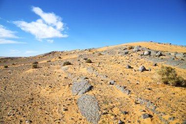  eski fosil çöl bush sahara ve taş gökyüzünde