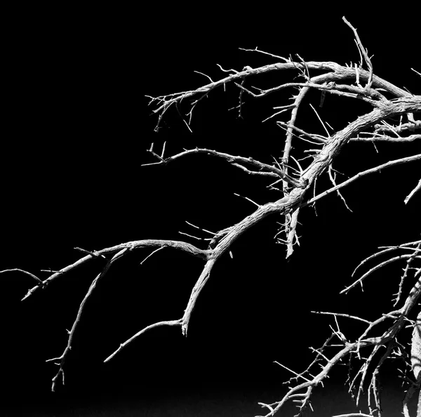 Em oman velha árvore morta e a luz do céu — Fotografia de Stock