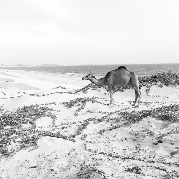 사막의 바다 근처 무료 단 봉 낙 타 오만 빈 분기에 — 스톡 사진