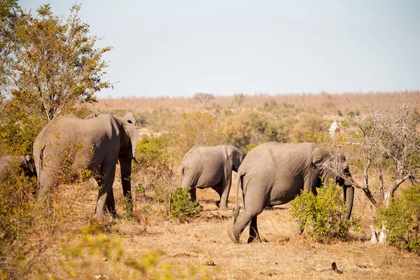En Sudáfrica reserva natural de vida silvestre y elefante — Foto de Stock
