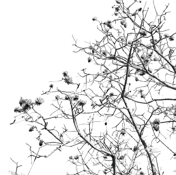 Primo piano di pianta di fiore e cielo limpido — Foto Stock