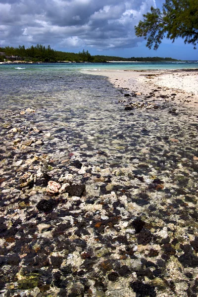 Blauer Schaum Fußnote Insel deus cocos in mauritius — Stockfoto