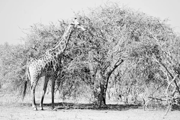 In Sudafrica riserva faunistica e giraffa — Foto Stock
