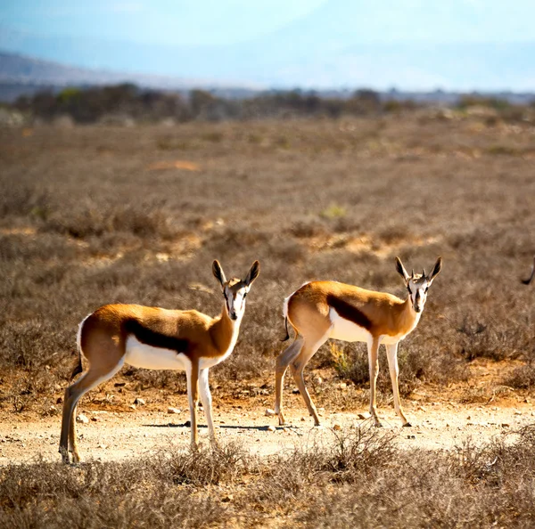 Άγρια impala και το θάμνο χειμώνα — Φωτογραφία Αρχείου