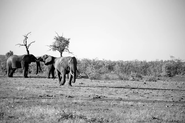 En Afrique du Sud réserve naturelle sauvage et éléphant — Photo