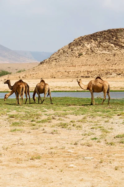 In oman cammello vuoto quartiere del deserto un dromedario libero vicino alla — Foto Stock