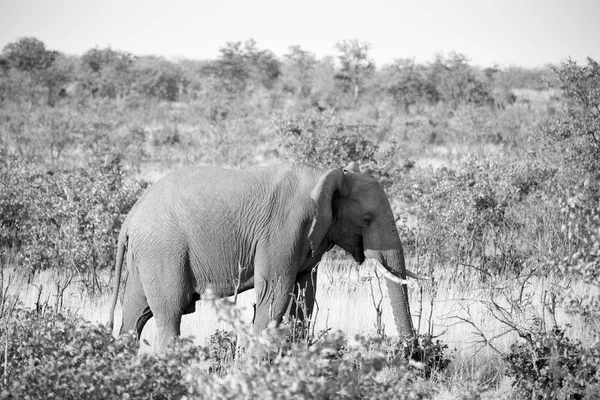 En Afrique du Sud réserve naturelle sauvage et éléphant — Photo