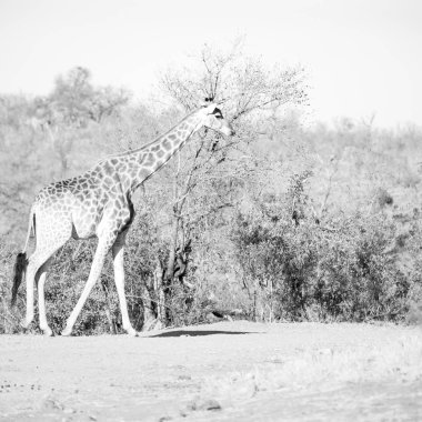 Güney Afrika yaban hayatı rezerv ve zürafa