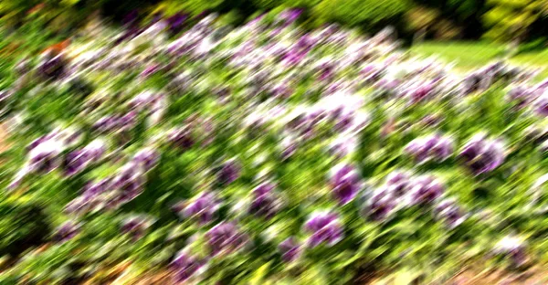 I fiori e il giardino — Foto Stock