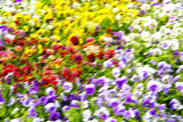 I fiori e il giardino — Foto Stock