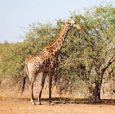Güney Afrika yaban hayatı rezerv ve zürafa