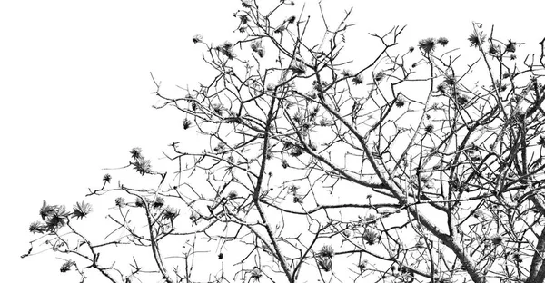 Close up van bloem plant en heldere hemel — Stockfoto