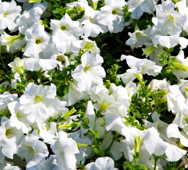 Umman çiçek ve bahar renkleri Bahçe  