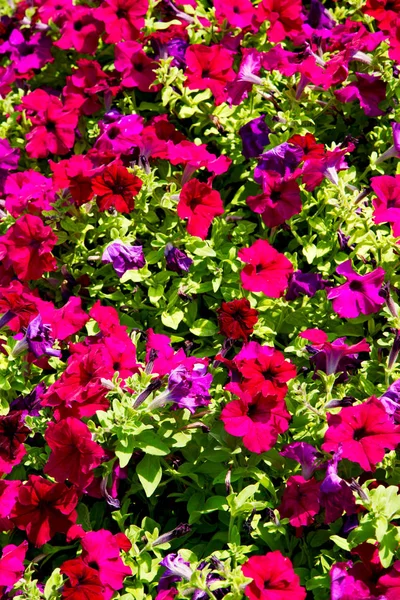 In omanischen Blumen und Gärten die Frühlingsfarben — Stockfoto