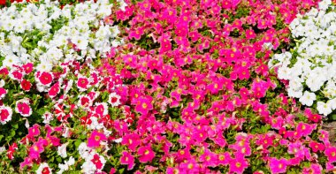 Umman çiçek ve bahar renkleri Bahçe  