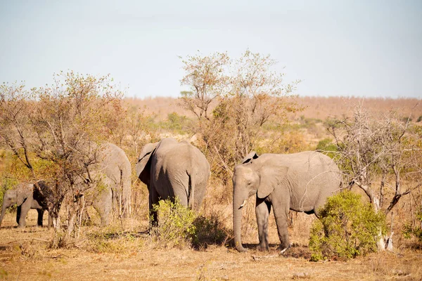 Güney Afrika yaban hayatı doğa rezerv ve fil — Stok fotoğraf