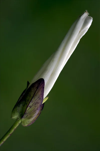 Macro close-up de fundo ranuncolacee branco — Fotografia de Stock