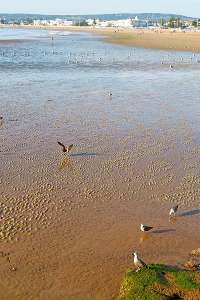 摘要在摩洛哥非洲海洋海浪和鸟 — 图库照片