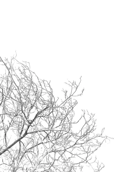 In oman vecchio albero morto e la luce del cielo — Foto Stock