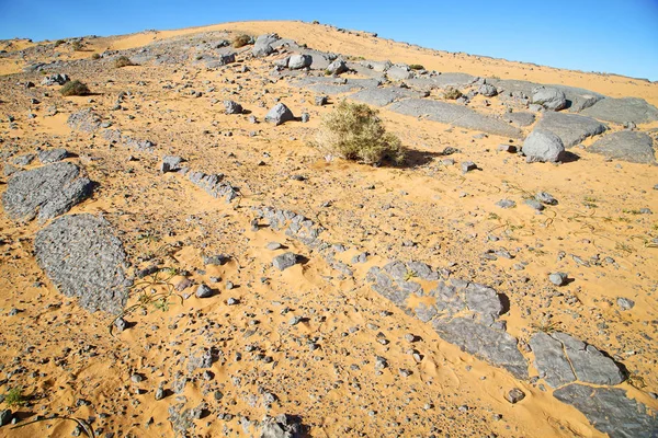 Busch altes Fossil in der Wüste — Stockfoto