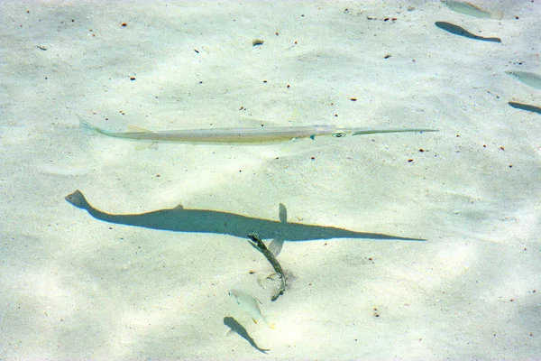 Pesce isla contoy schiuma schiuma messicano il — Foto Stock