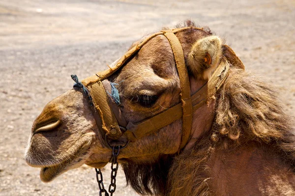 帝曼法雅西班牙单峰骆驼咬兰萨罗特岛 — 图库照片