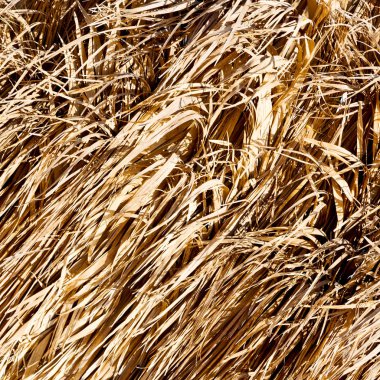 bir bambu duvar arka plan Umman soyut dokusuna