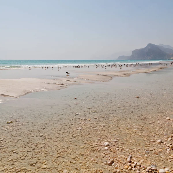 Na costa oman de salalah a montanha e gaivota do mar cheia — Fotografia de Stock