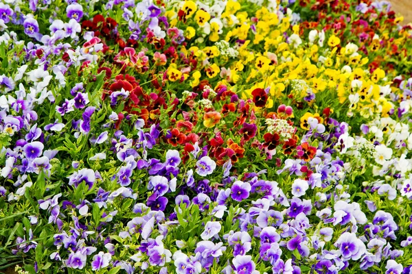 Kwiaty i ogród — Zdjęcie stockowe