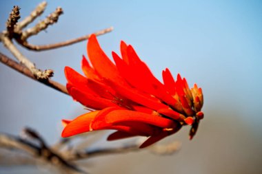  çiçek bitki ve berrak gökyüzü kapat