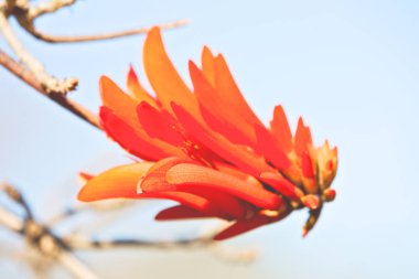  çiçek bitki ve berrak gökyüzü kapat