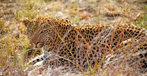 Na África do Sul kruger parque natural leopardo selvagem — Fotografia de Stock