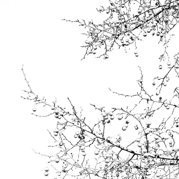 Yaşlı bir ağaç ve berrak gökyüzü onun şubeleri — Stok fotoğraf