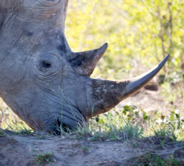 Dél-Afrika wildlife reserve és orrszarvú — Stock Fotó