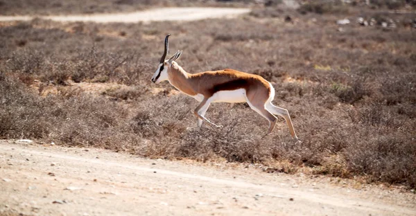 Impala sauvage dans la brousse d'hiver — Photo