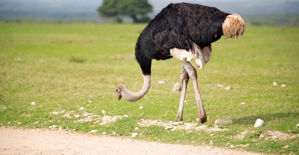 En Afrique du Sud réserve naturelle sauvage et autruche — Photo