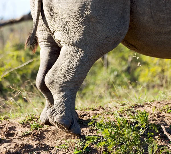 In Sudafrica riserva naturale e rinoceronte — Foto Stock