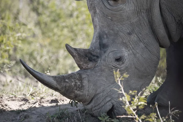 In Sudafrica riserva naturale e rinoceronte — Foto Stock