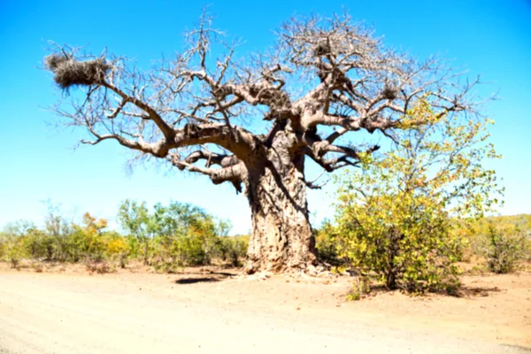 En la calle Sudáfrica y baobab — Foto de Stock