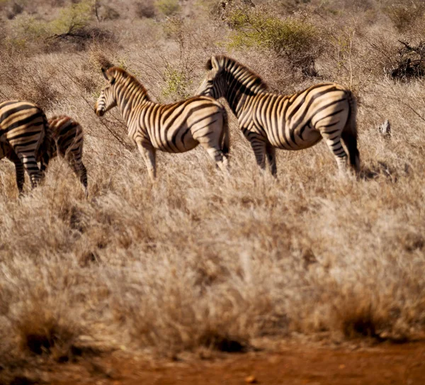 Güney Afrika yaban hayatı doğa rezerv ve zebra — Stok fotoğraf