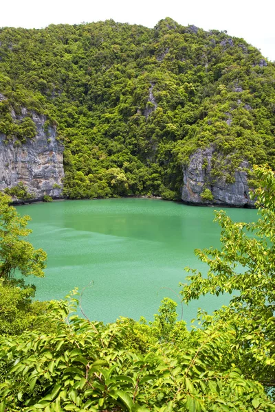 Litoral de lagoa verde e árvore tailândia kho phangan — Fotografia de Stock