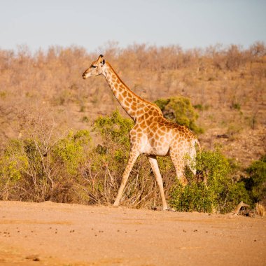 Güney Afrika yaban hayatı rezerv ve zürafa